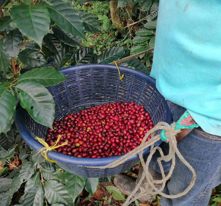 Café Chajul- Maya ixil