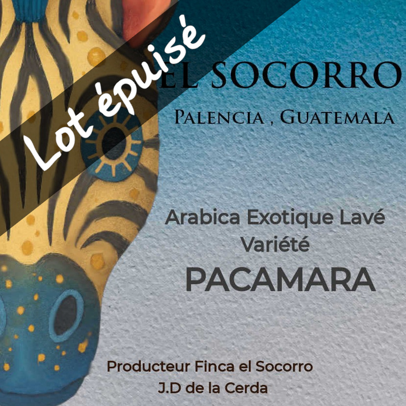 Café Chocolaté, Pacamara Guatemala