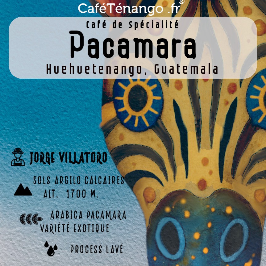 Café Fruité, Pacamara Guatemala