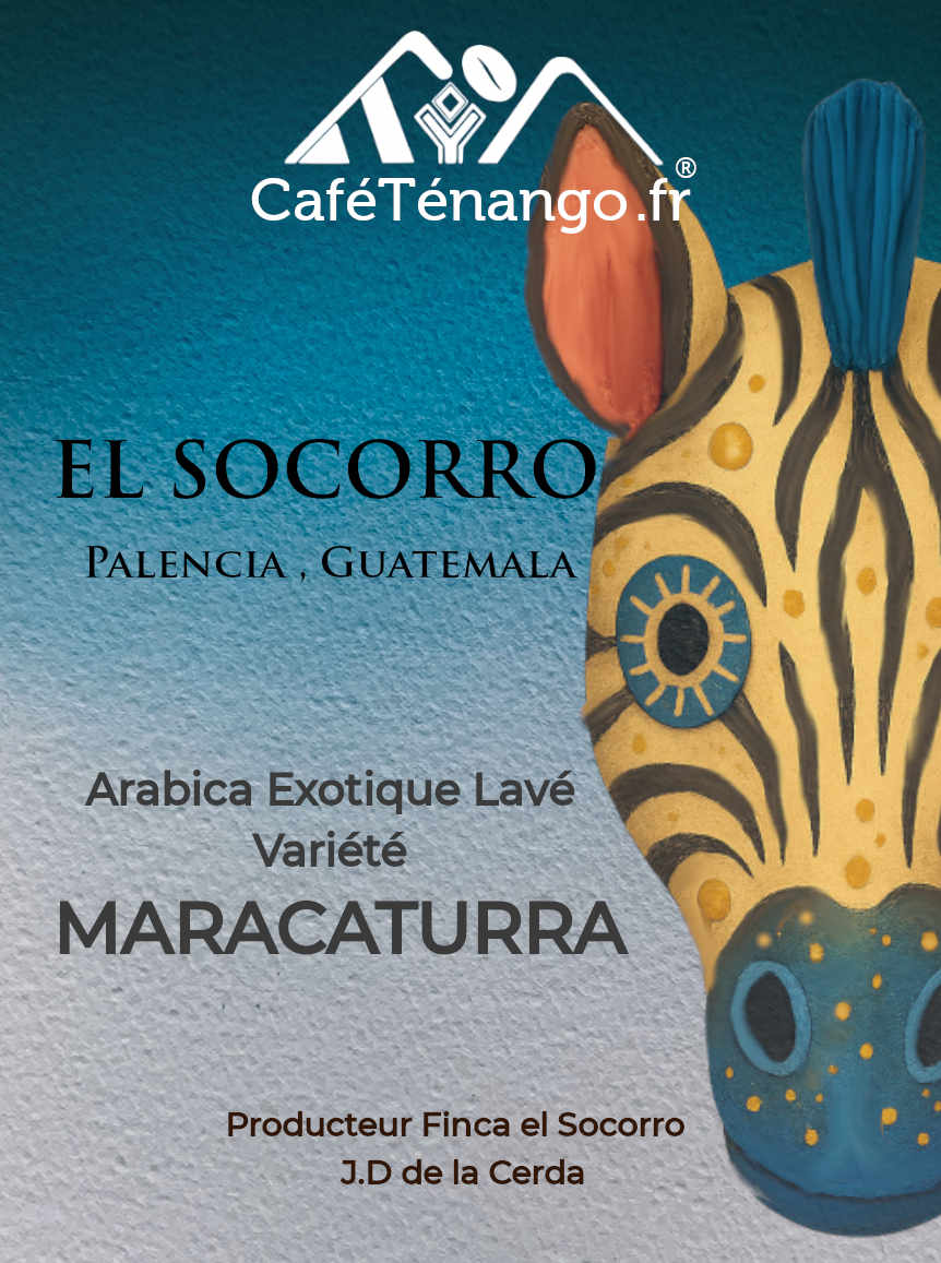 Café Maracaturra Finca el Socorro