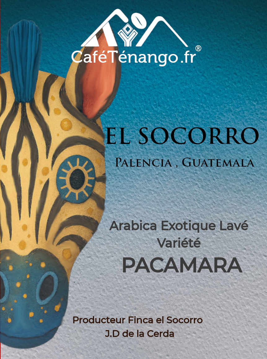 Café Pacamara Finca el Socorro