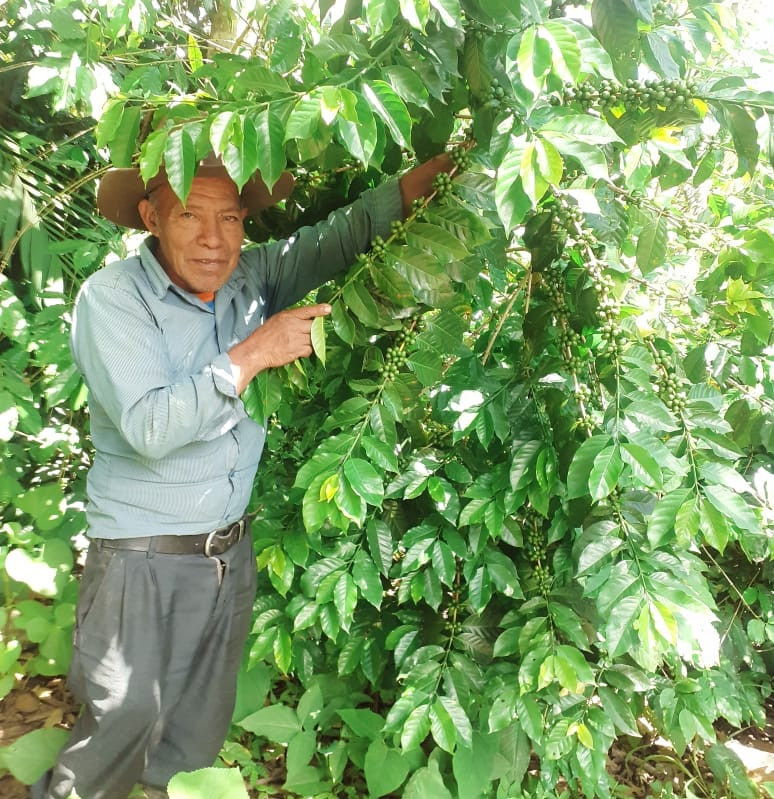 Café Coopérative Maya Ixil