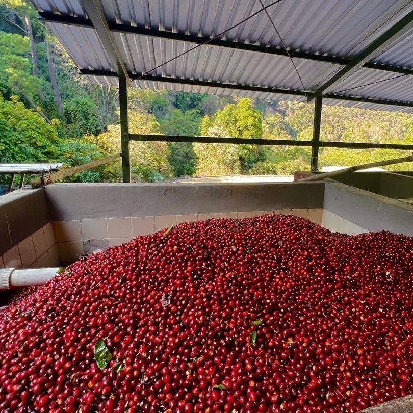 Café Pacamara Finca el Socorro