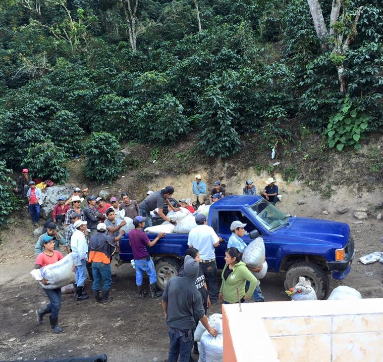 Café Pacamara Finca el Socorro